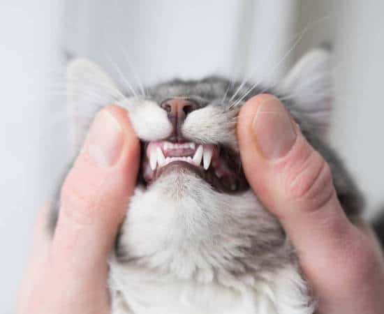 dental for cats