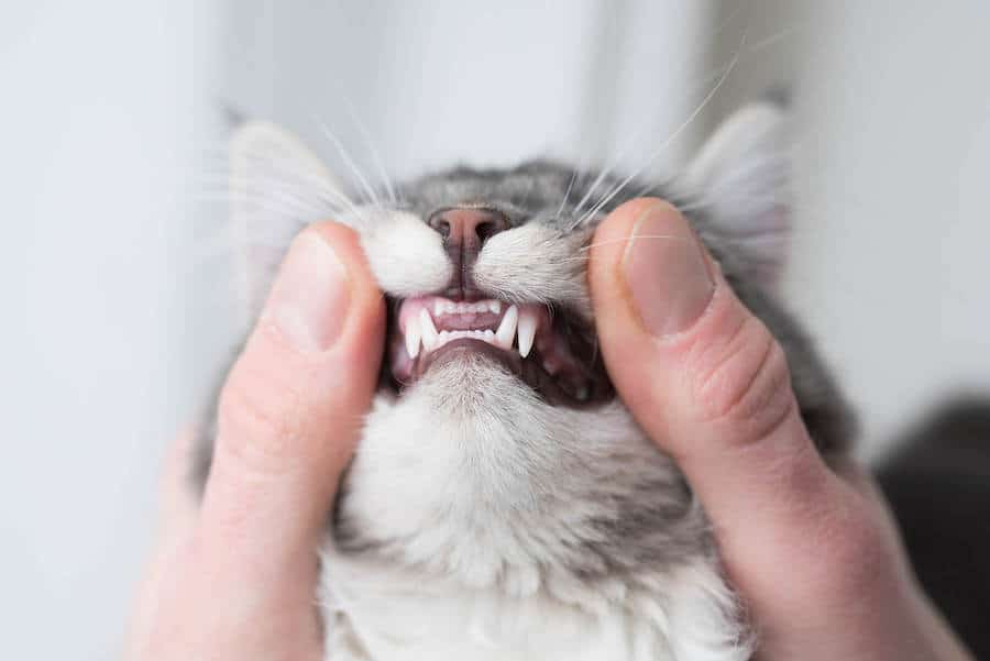 Cat gingivitis treatment cost sale