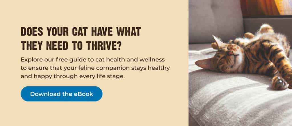 LEARN HOW TO CARE FOR YOUR CAT — THROUGH EVERY LIFE STAGE