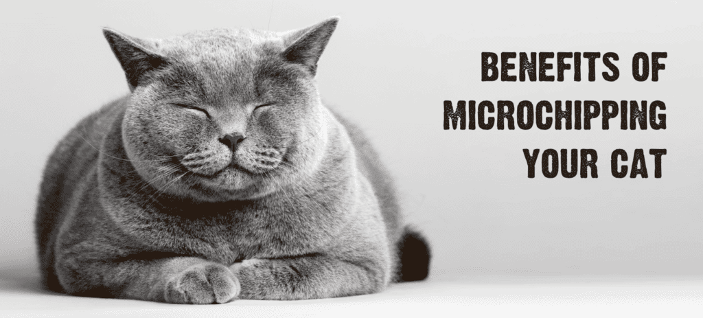 5 Benefits of Microchipping Your Cat
