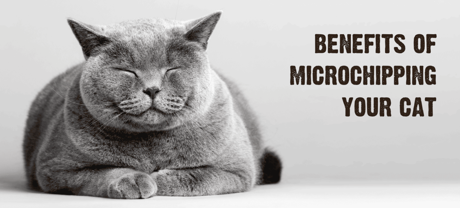 Microchipping Your Cat Why It's Important & How It Works
