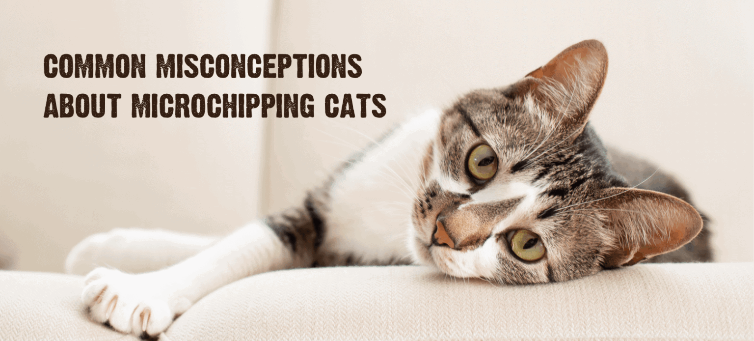 Microchipping Your Cat Why It's Important & How It Works