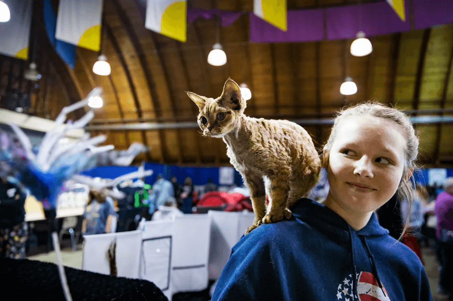 A young girl in a blue sweatshirt smiles while looking sideways at a curly-haired brown cat perched on her shoulder like a parrot. There are booths and cat cages visible behind them.