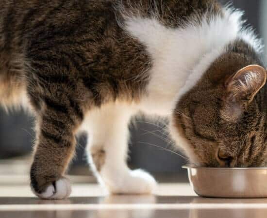 close-up-of-cat-eating-out-of-a-food-bowl-on-the-floor
