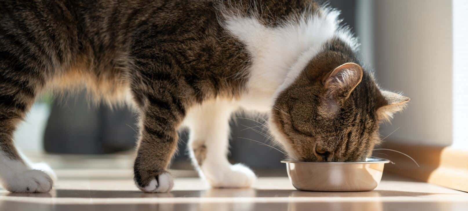 close-up-of-cat-eating-out-of-a-food-bowl-on-the-floor
