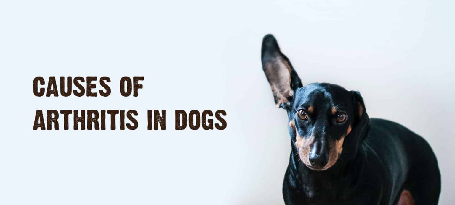 Arthritis in Dogs 7 Signs & Symptoms