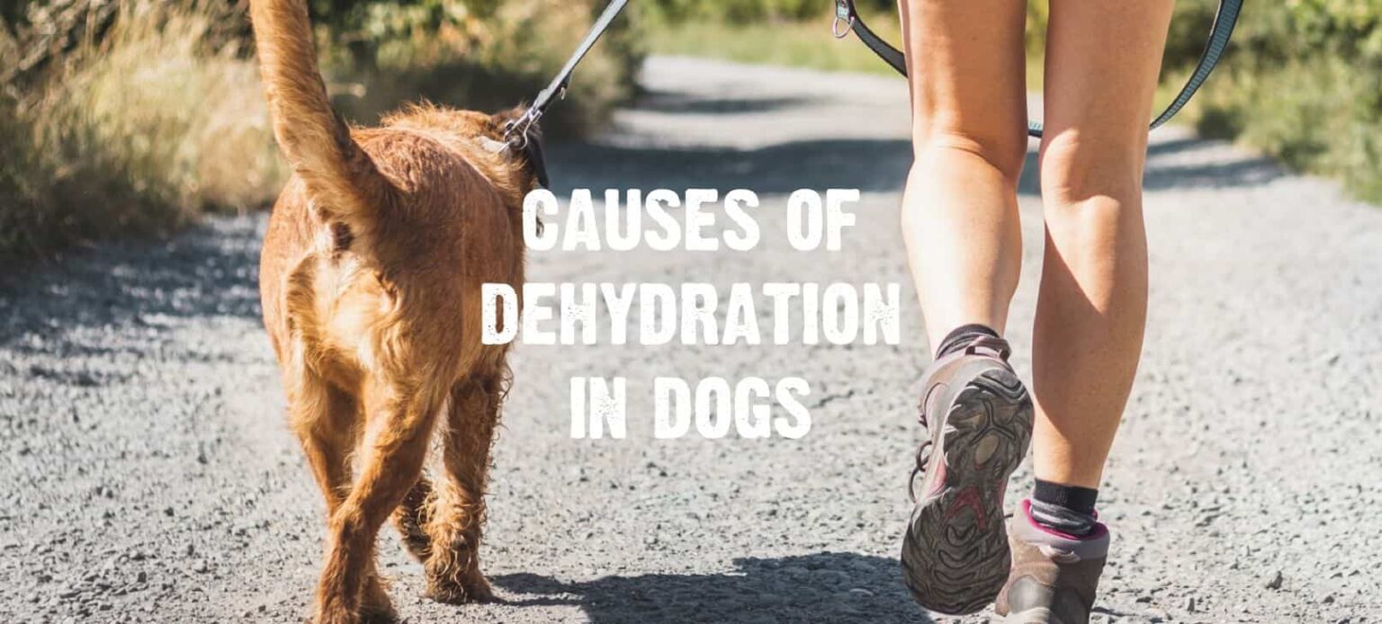 Dehydration in Dogs Signs, Causes & Treatment