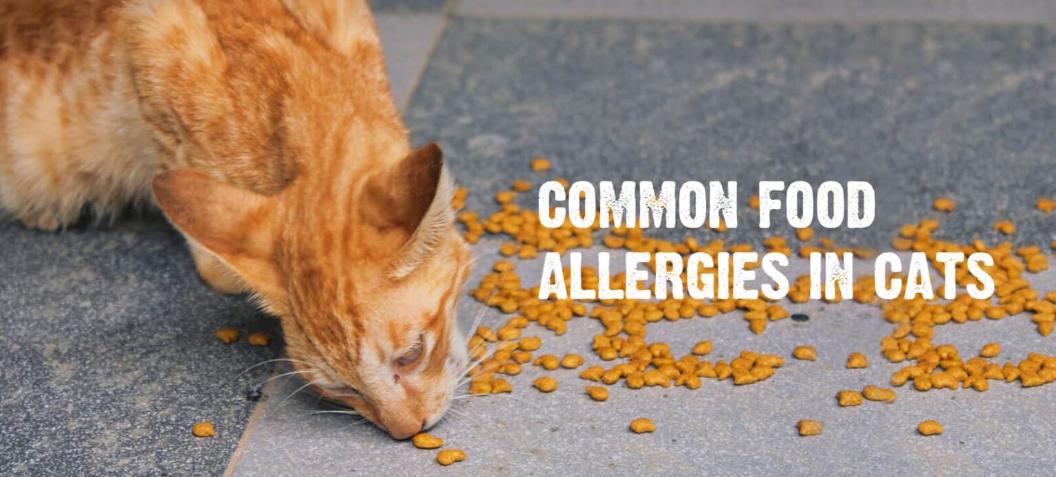 Food Allergies in Cats Common Symptoms & How to Treat Them