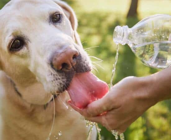 A Lab drinking water from owners hand. The water is coming from a plastic water bottle the owner is holding.