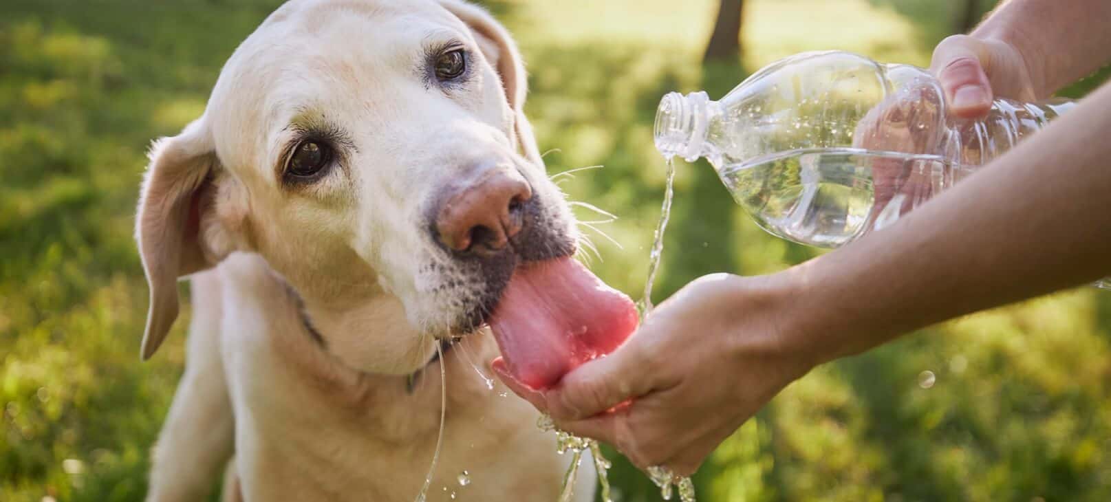 A Lab drinking water from owners hand. The water is coming from a plastic water bottle the owner is holding.