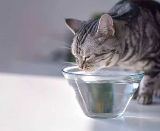 Gray shorthair cat drinking water from a glass bowl