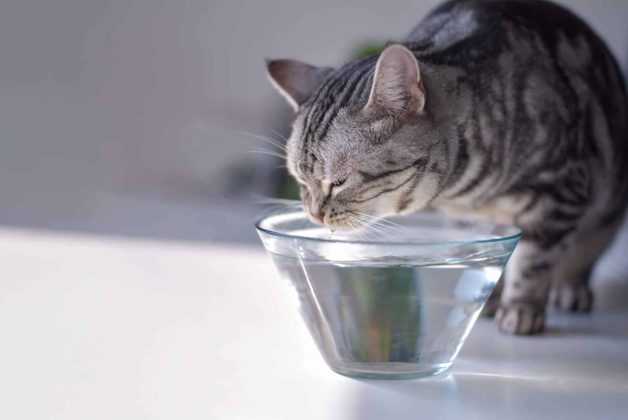 Gray shorthair cat drinking water from a glass bowl