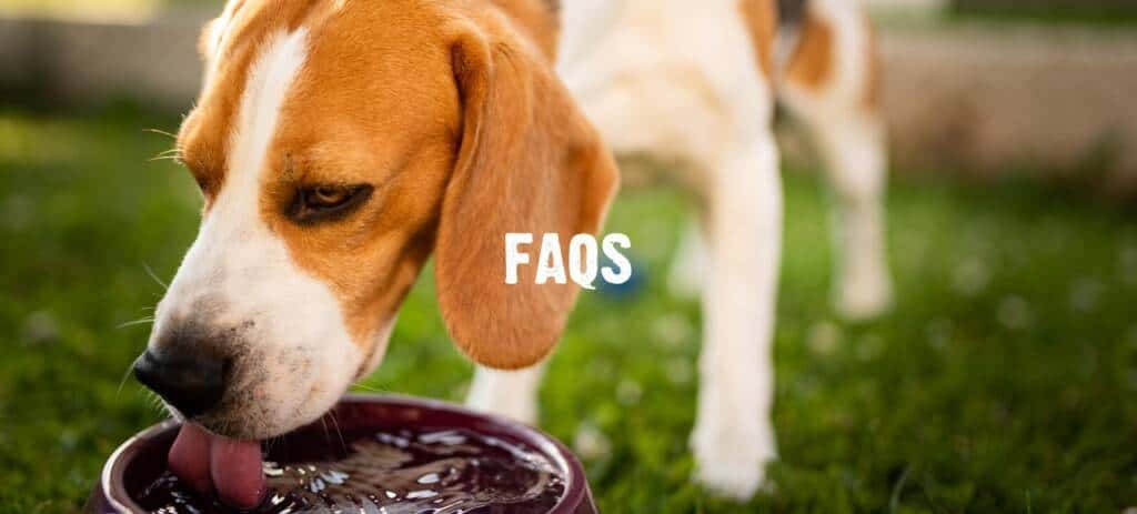 a beagle drinking water out of a brown blow outside 