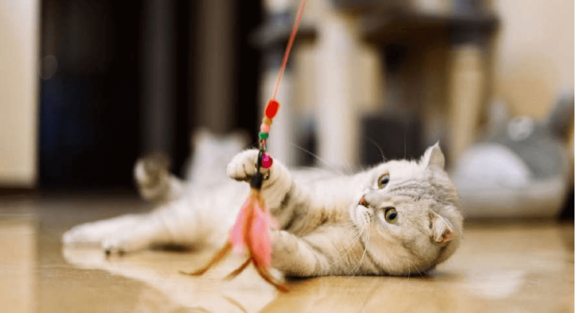 easy cat toys to make at home