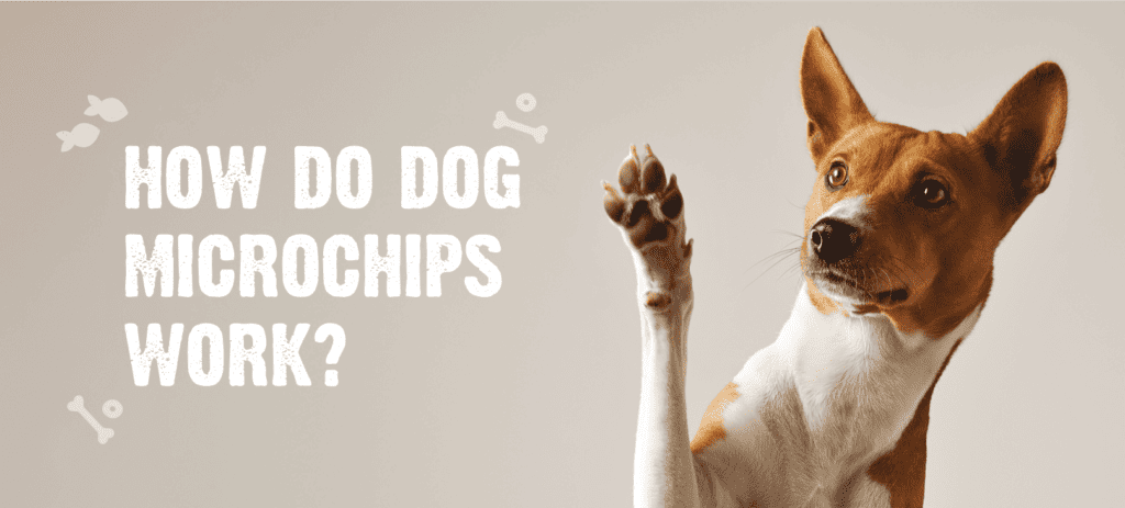 How do dog microchips work