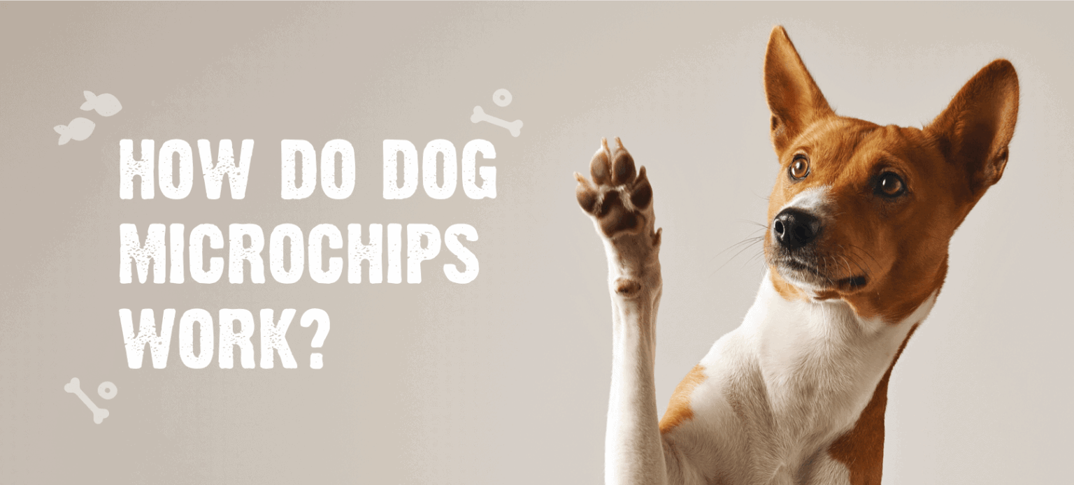 Why Microchipping Your Dog Is a Must 5 Benefits and Process Explained