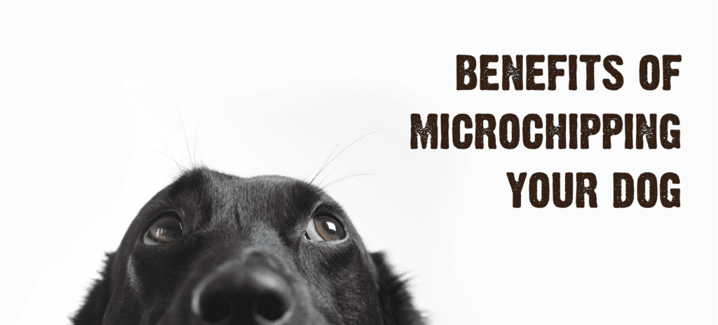 Benefits of Microchipping Your Dog