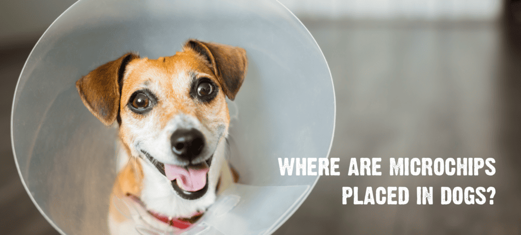 Where are Microchips Placed in Dogs