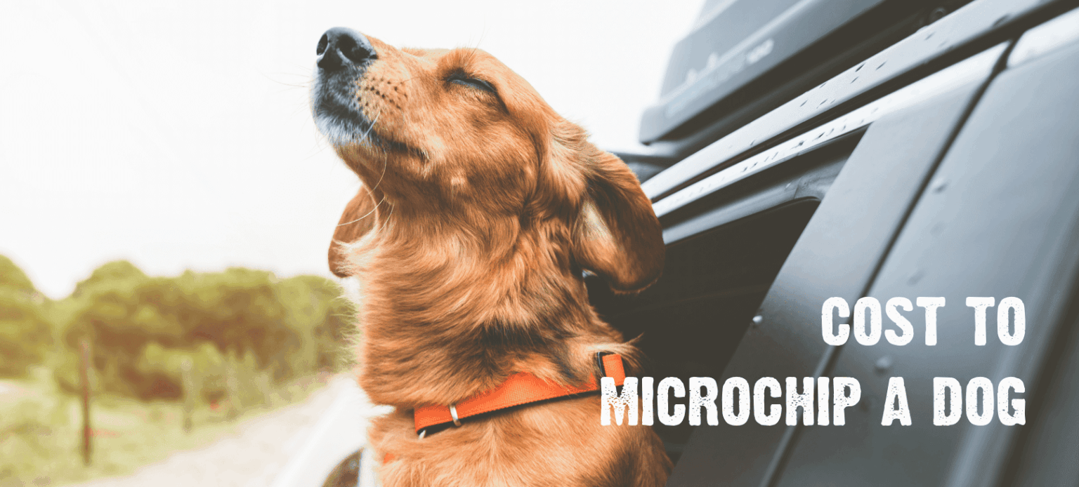 Why Microchipping Your Dog Is a Must 5 Benefits and Process Explained