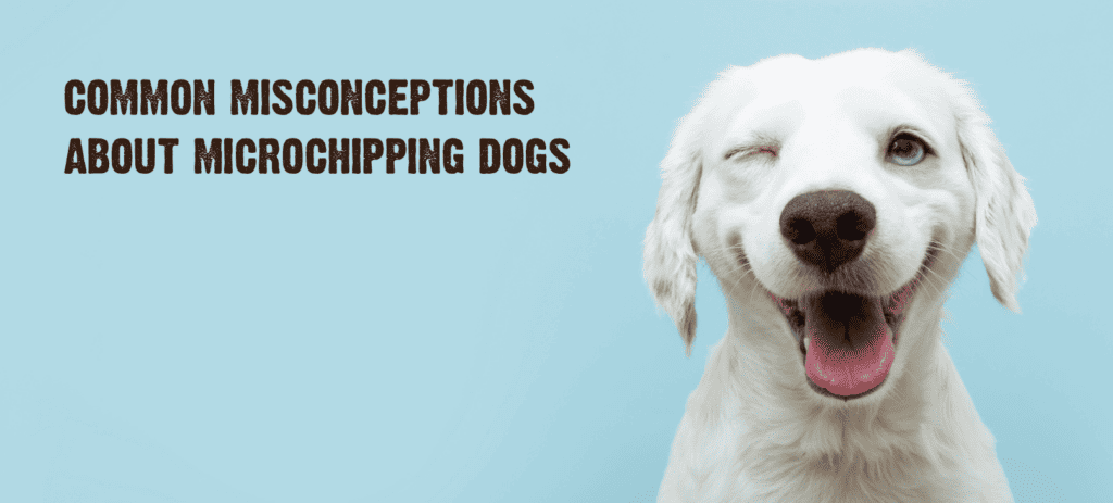 Common Misconceptions About Microchipping Dogs