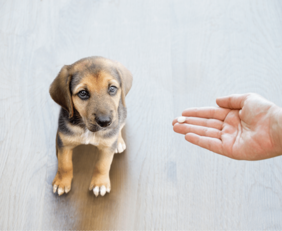 hand holding out a vitamin for a puppy