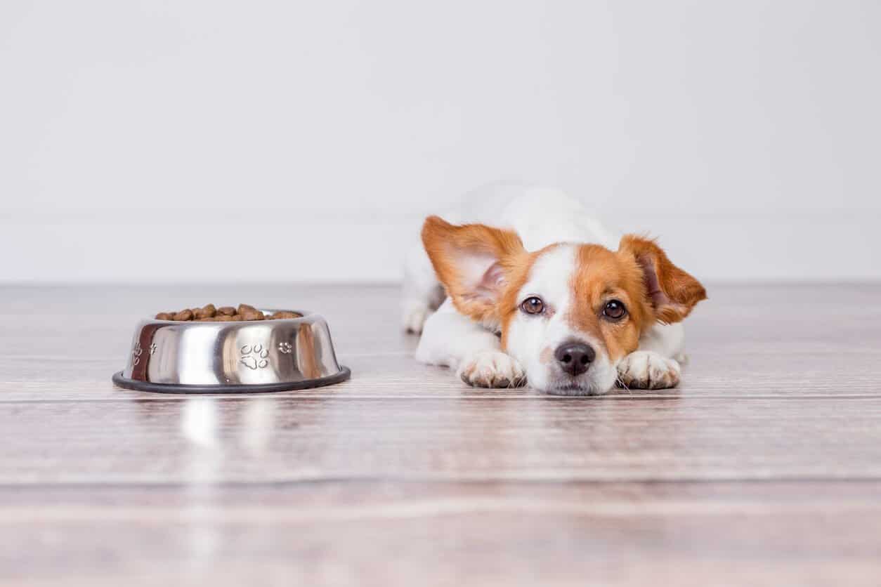 Dog food brands for best sale kidney disease