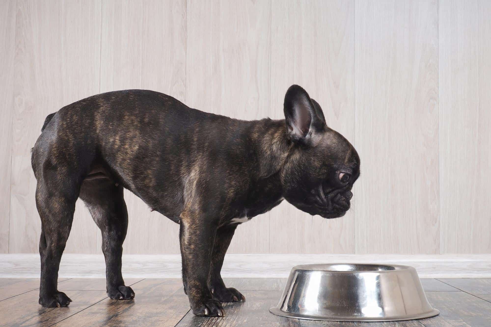 what does it mean to feed your dog raw