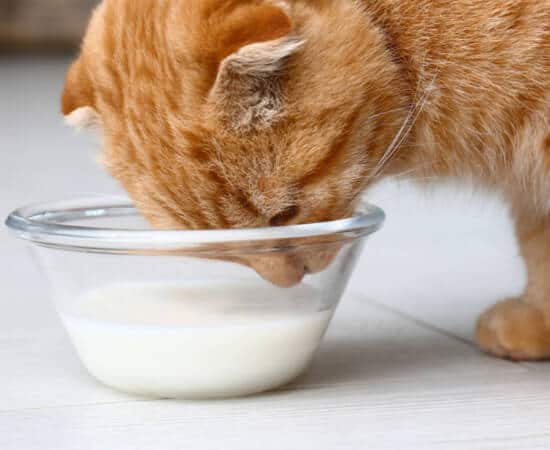 An orange cat drinking milk out of a glass bowl.