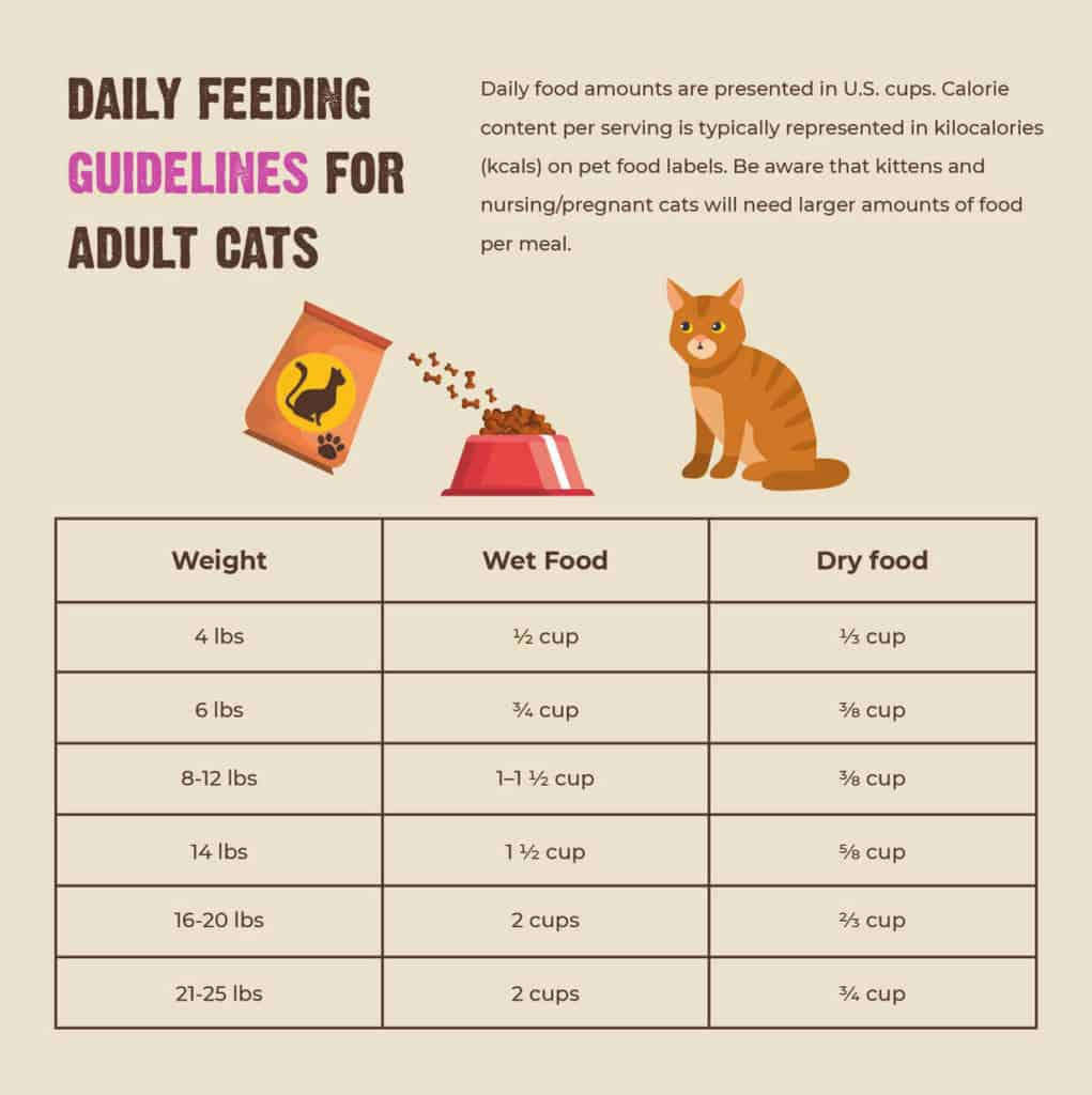 HOW MUCH SHOULD I FEED MY CAT? CREATING A CAT DIET PLAN
