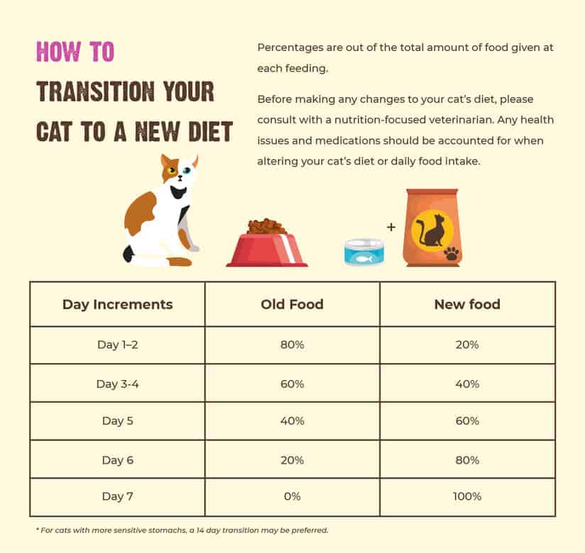 HOW TO INTRODUCE A NEW DIET TO YOUR CAT