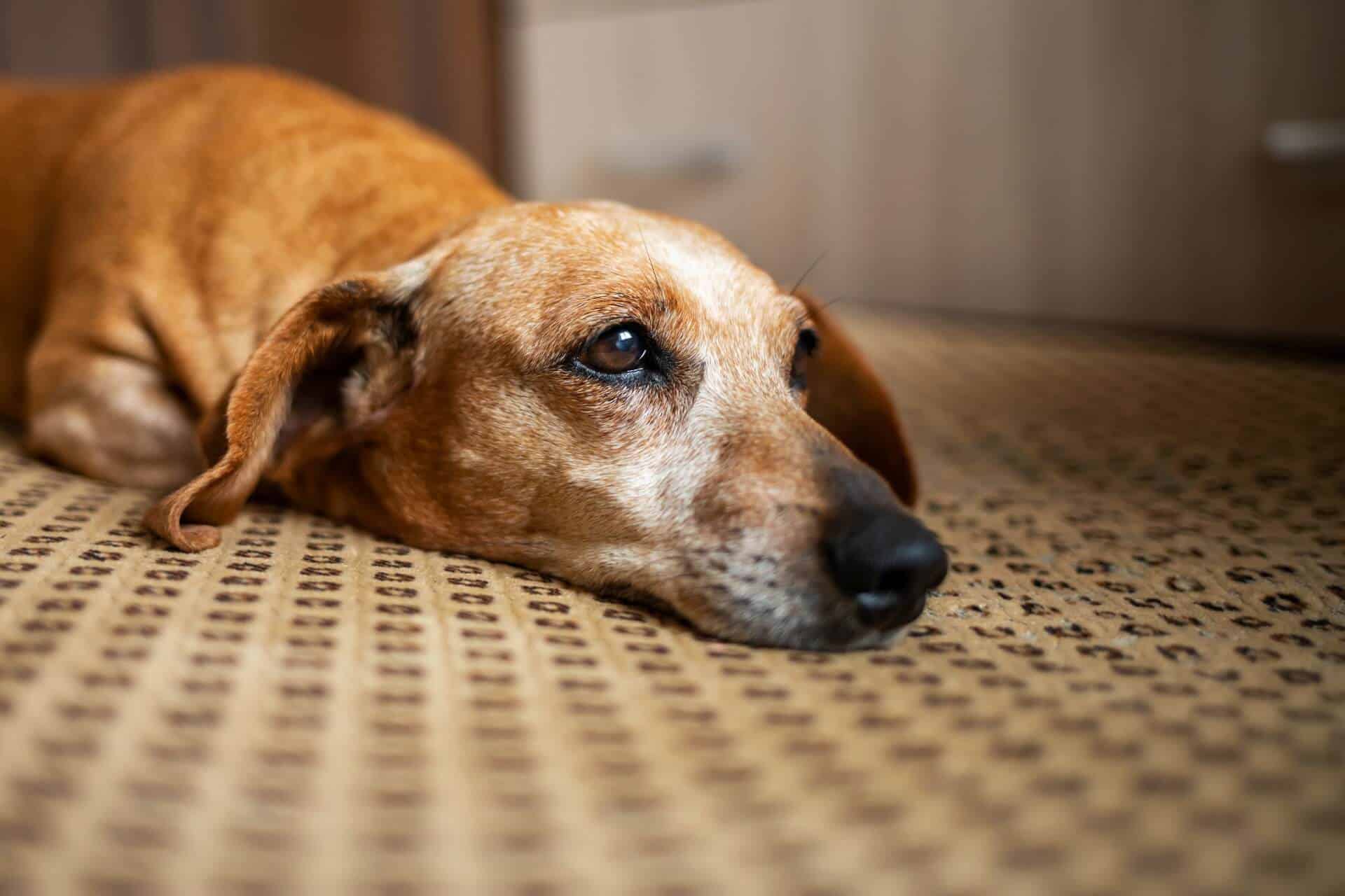 Dog laying on the floor