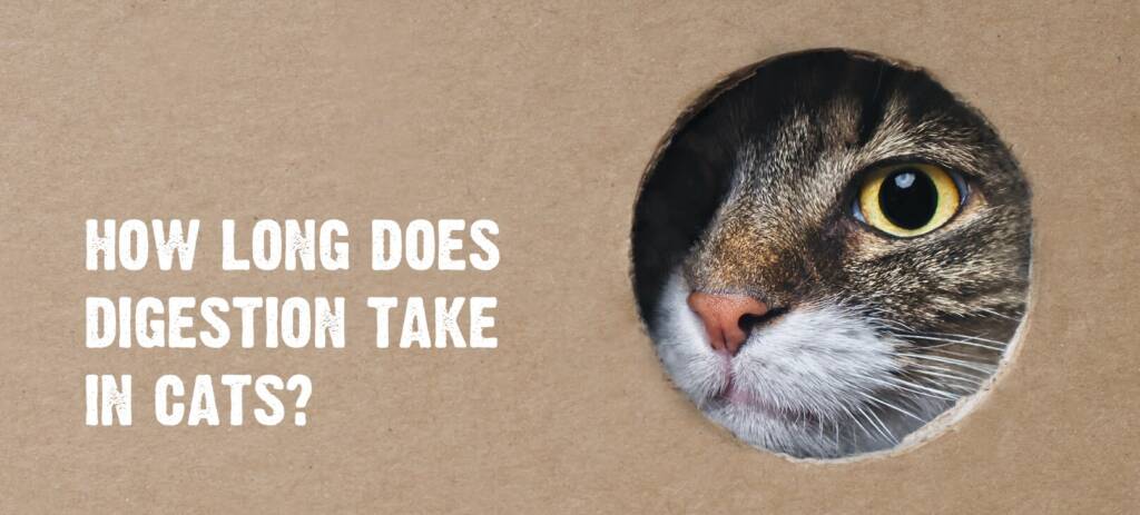 hole-in-cardboard-box-with-cat-looking-through-the-hole.text-over-image-reads-"how-long-digestion-take-in-cats?.