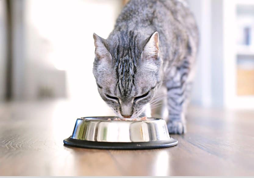 My cat eats all 2024 her food at once