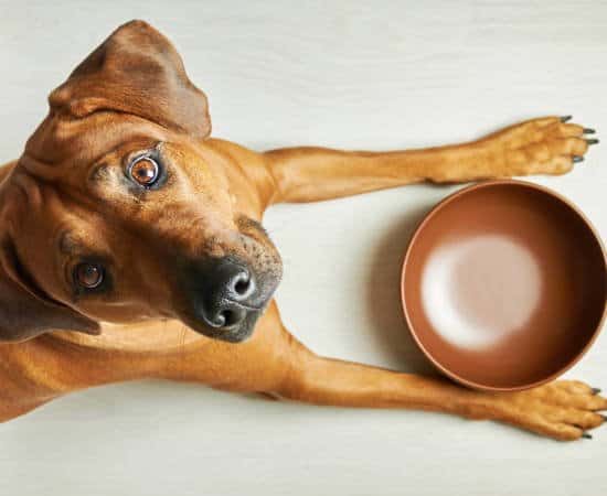 Hungry brown dog with empty bowl waiting for feeding, looking at