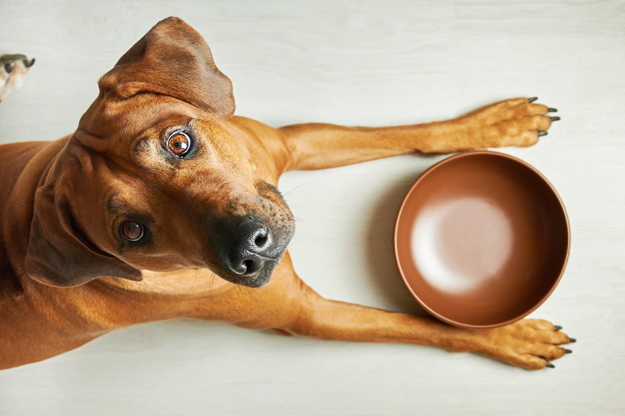 Hungry brown dog with empty bowl waiting for feeding, looking at