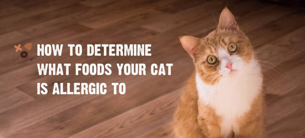 How to Determine What Foods Your Cat is Allergic To