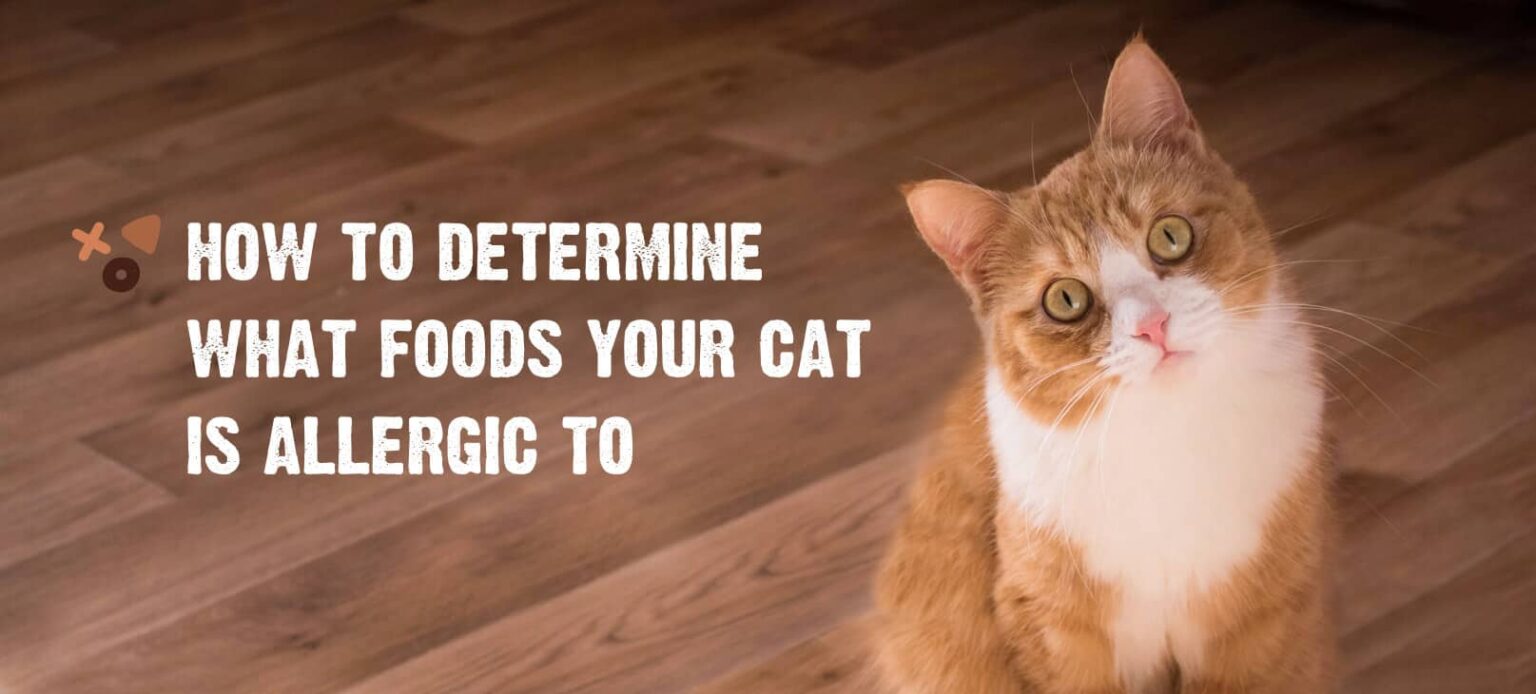 Food Allergies in Cats Common Symptoms & How to Treat Them