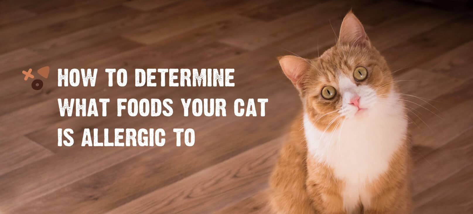 Food Allergies in Cats Common Symptoms How to Treat Them