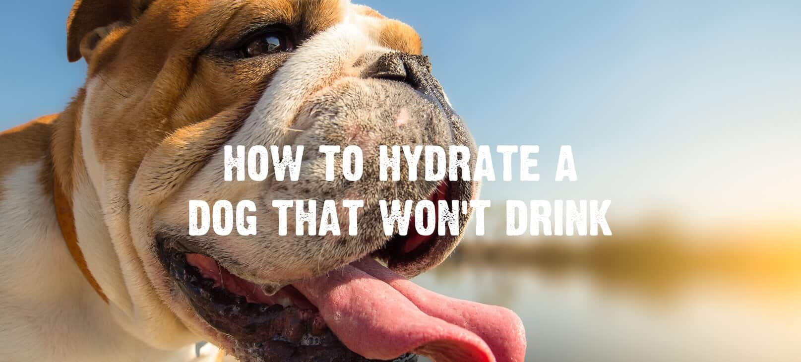 Pup Not Hydrating Enough? How to Trick Your Dog into Drinking Water