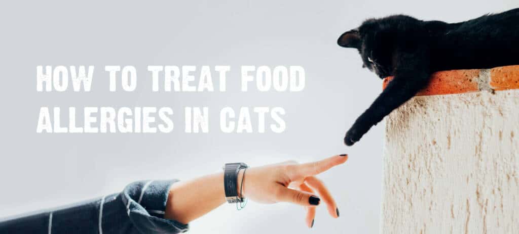 How to Treat Food Allergies in Cats