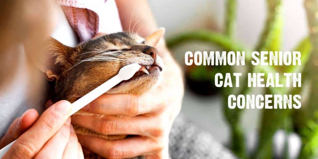 common senior cat health concerns
