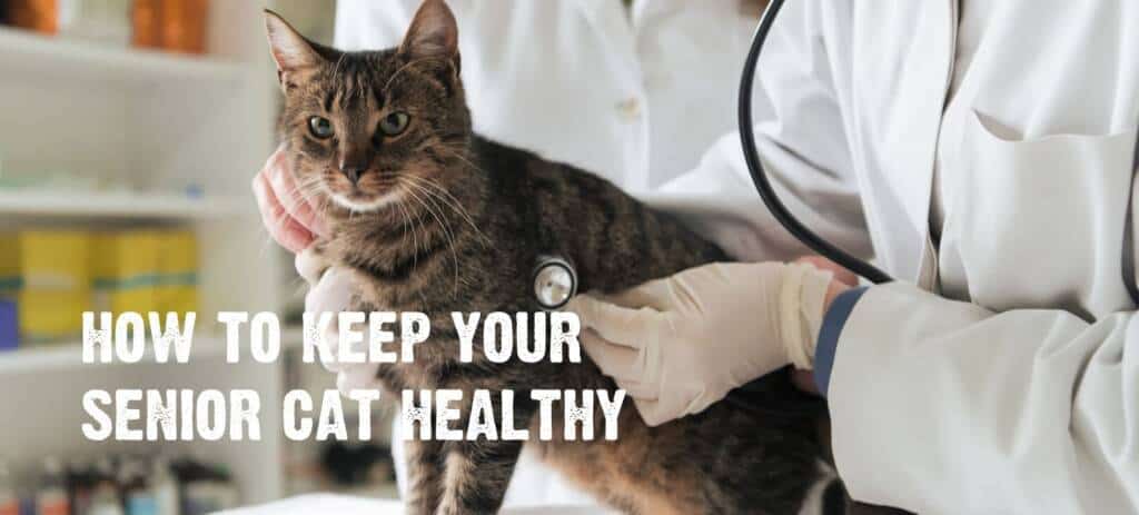 how to keep your senior cat healthy