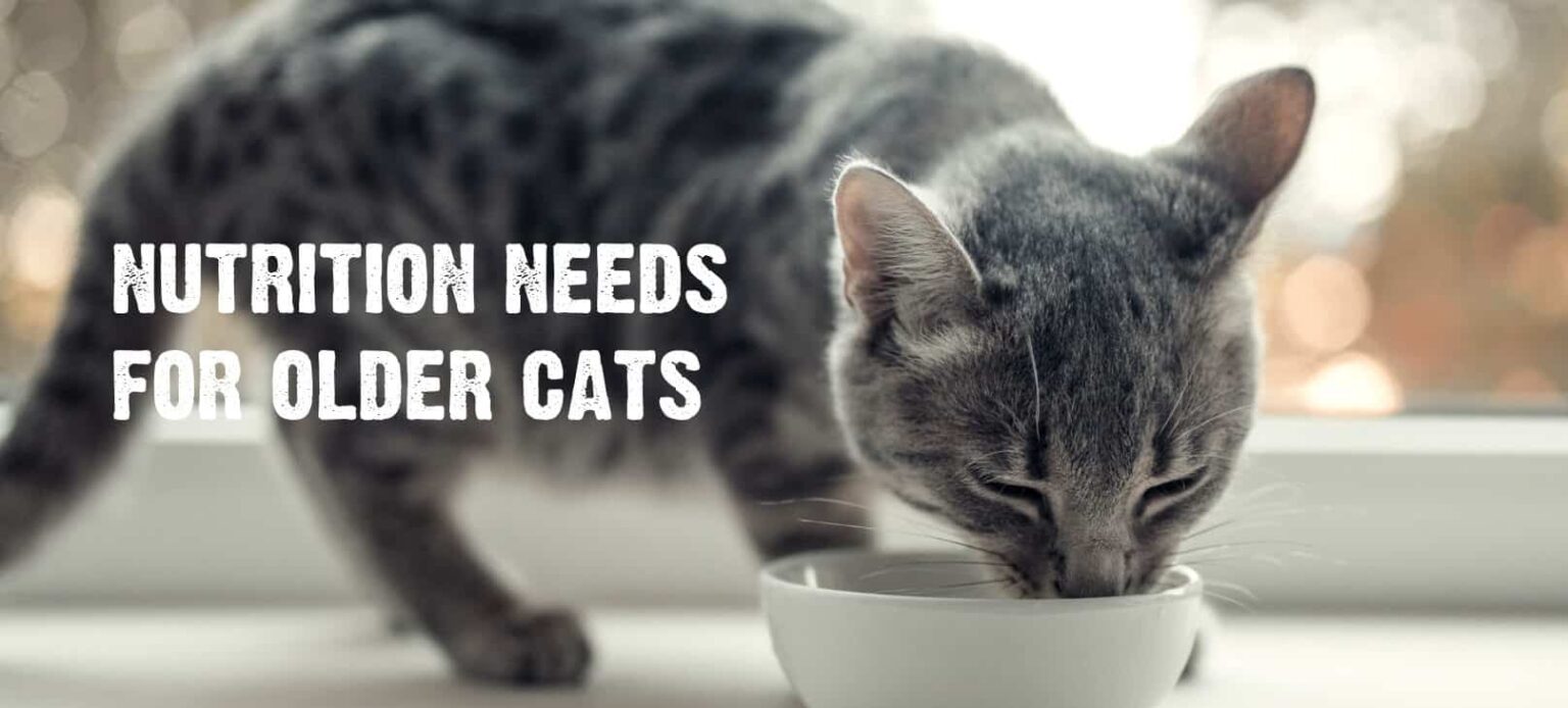 Caring for Senior Cats Aging Signs & Optimal Health Tips