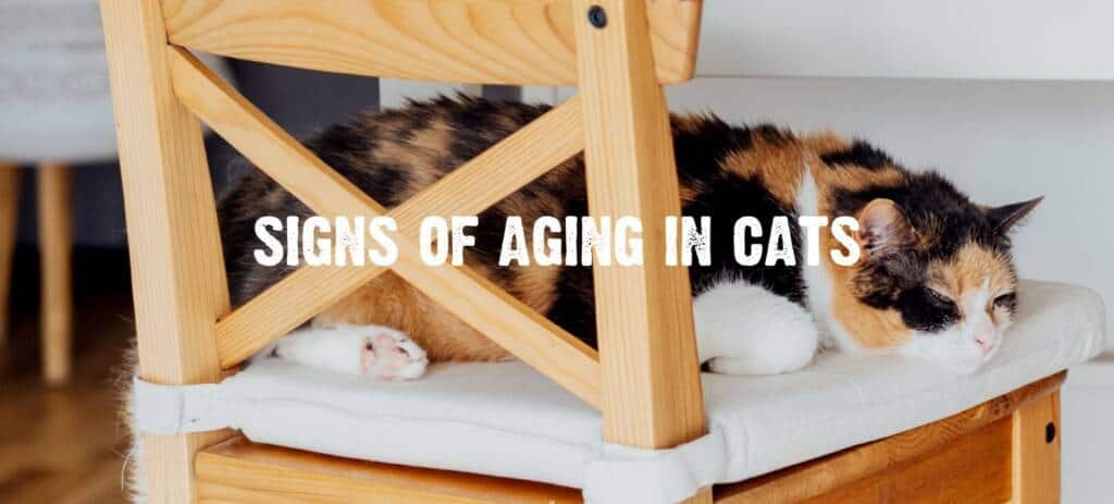 signs of an aging ca