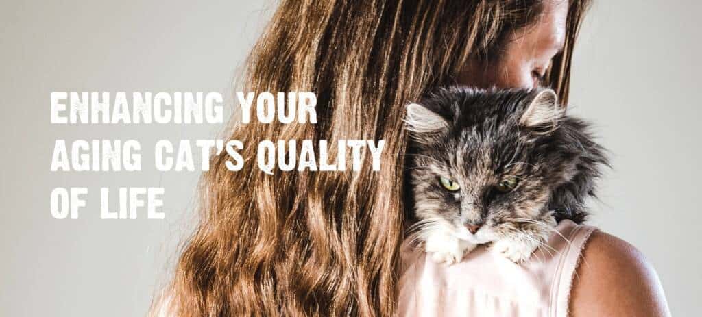 Tips for Enhancing Your Aging Cat’s Quality of Life 