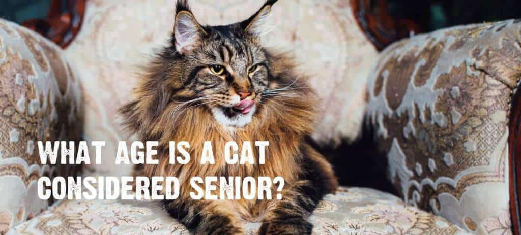what age is a cat considered senior