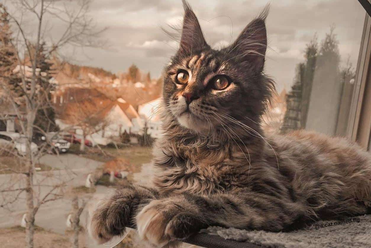 Top 85+ imagen maine coon background - Thpthoanghoatham.edu.vn