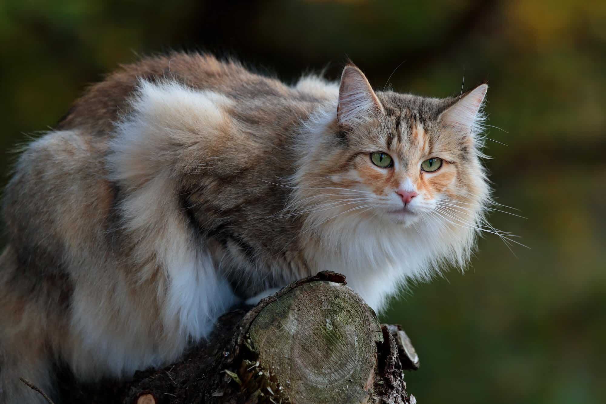 norwegian forest cat