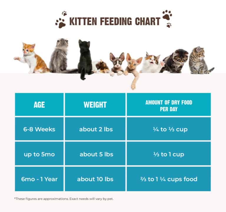 Kitten Nutrition 101: What to Feed, How Much & How Often [+ Feeding Chart]