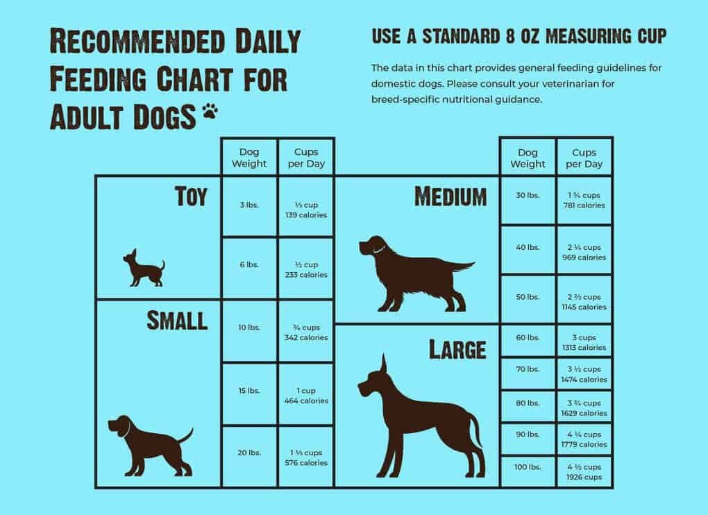 How Much Should You Feed Your Dog Canine BCS Chart